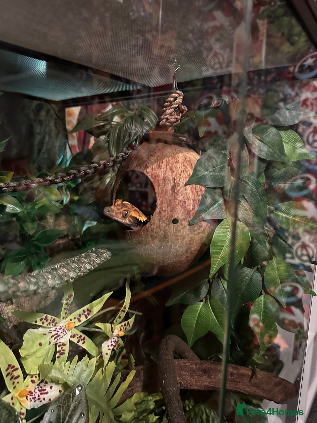 Gecko reptiles for sale: Beautiful Crested Gecko - Image 7