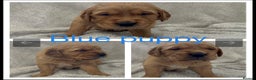 Golden Retriever dogs for sale: KC DNA tested gorgeous golden retriever puppies  - Advert 7
