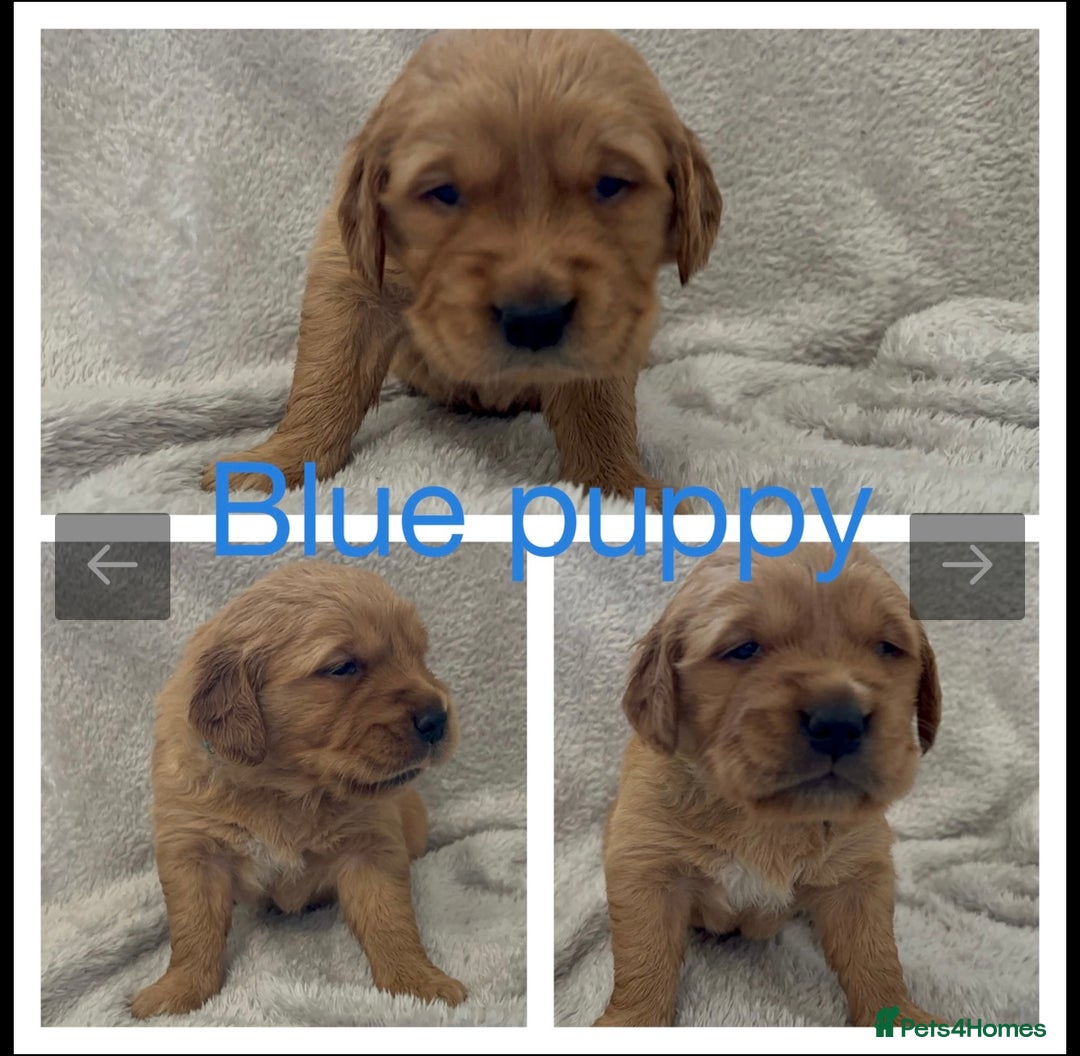 Golden Retriever dogs for sale: KC DNA tested gorgeous golden retriever puppies  - Advert 7
