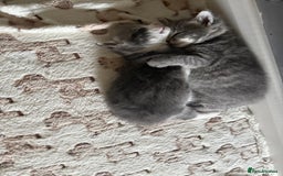 Mixed Breed cats for sale: Two lovely boys - Image 13