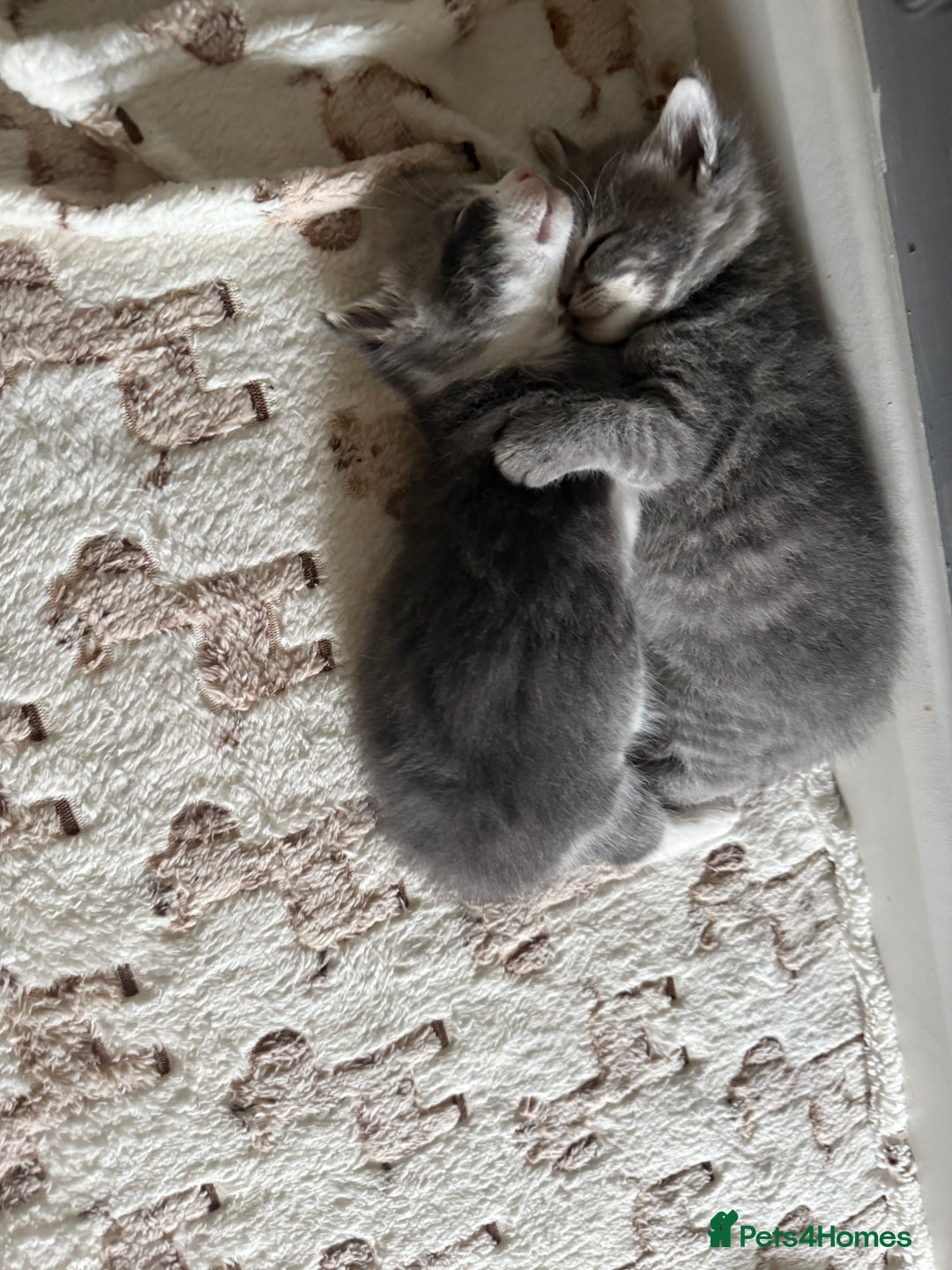 Mixed Breed cats for sale: Two lovely boys - Image 13