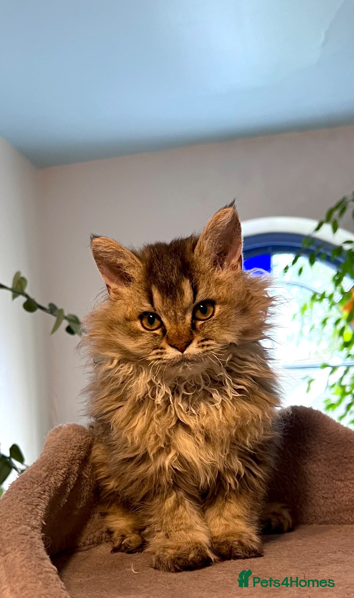 Selkirk Rex cats Gorgeous pure breed Selkirk rex kittens 😻 - Advert 2