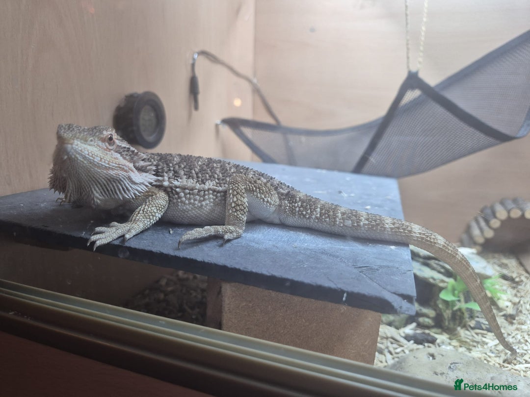 Bearded Dragon reptiles for sale: Bearded Dragon 5 months old - Advert 3