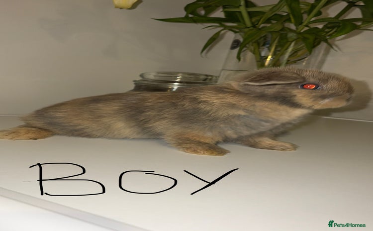 Mini Lop rabbits - Advert 3