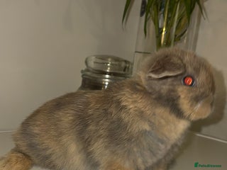 Mini Lop rabbits - Advert 15