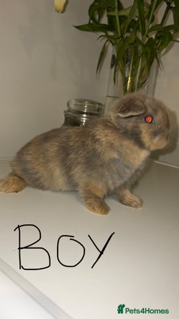 Mini Lop rabbits - Advert 3