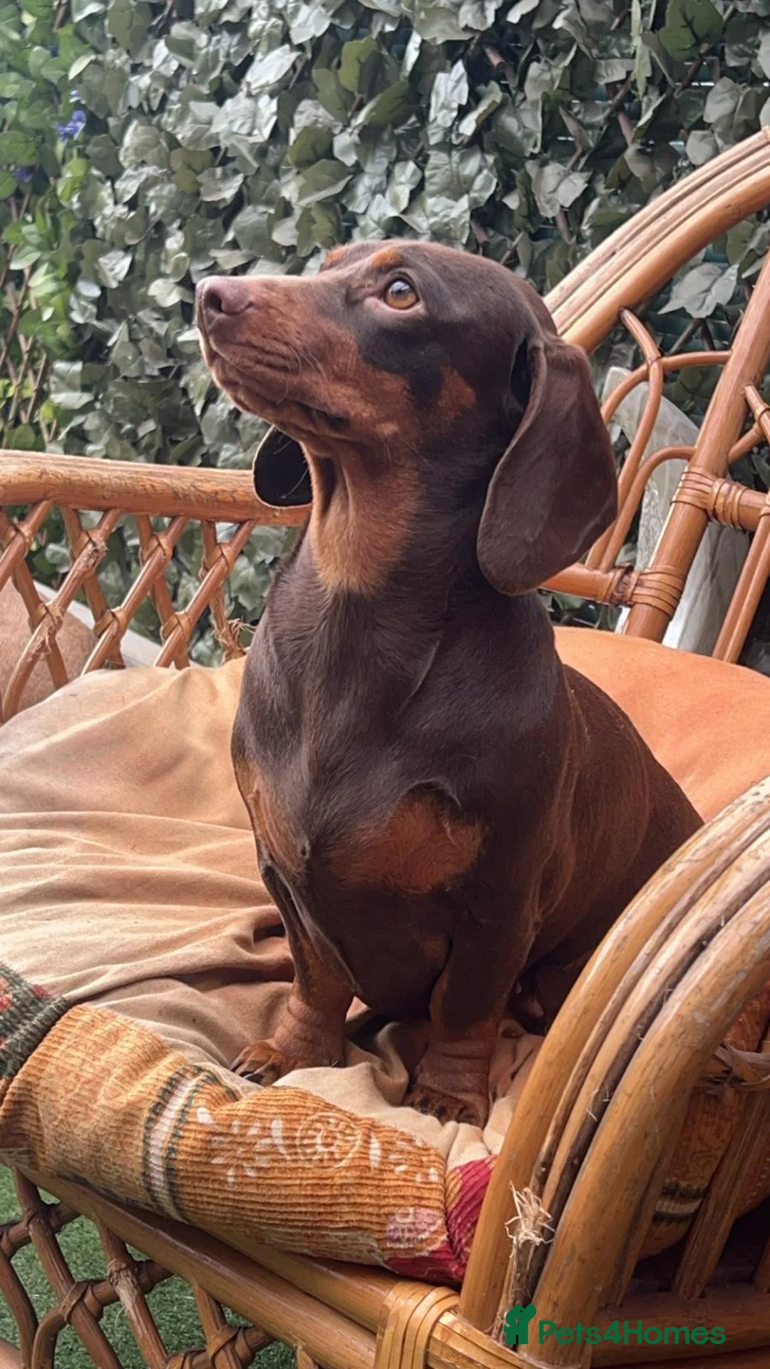 Dachshund dogs for sale: Dachshund puppies  in Scunthorpe - Advert 11