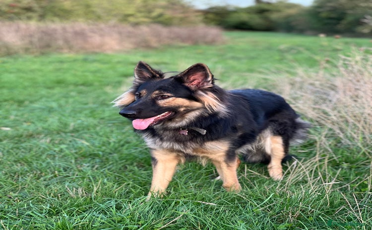 German Shepherd dogs - Advert 1