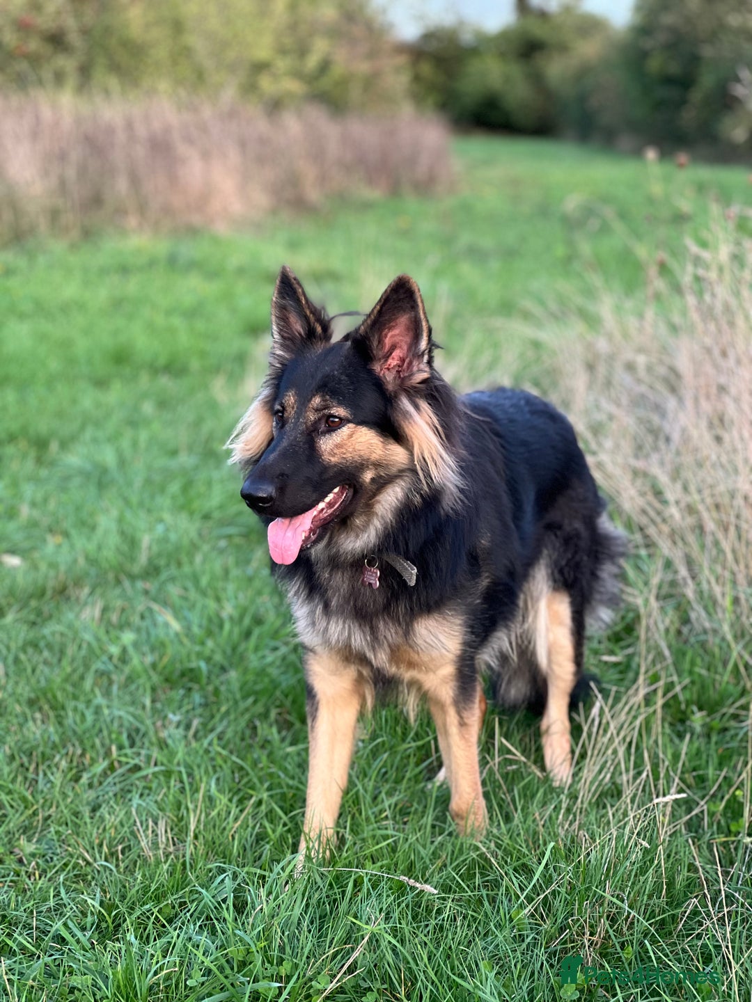German Shepherd dogs for sale: (Willow) 1.5yr Old German Shepherd Longhaired - Image 1