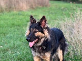 German Shepherd dogs - Advert 10