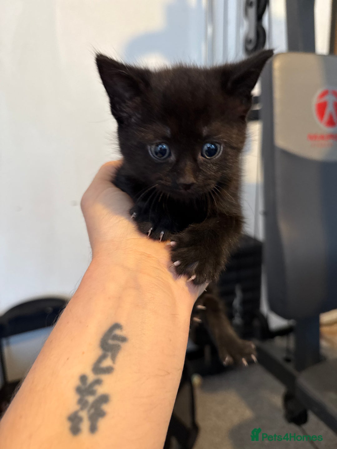 British Shorthair cats for sale: Kittens black and white  - Image 10