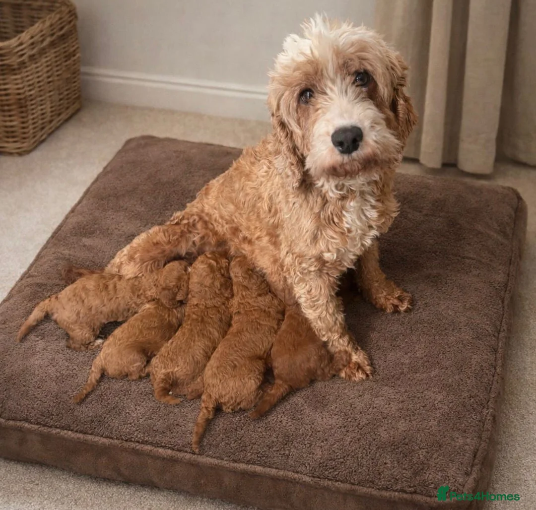 Cavapoo dogs for sale: Stunning F1b Cavapoo’s Health Tested Parents - Advert 15