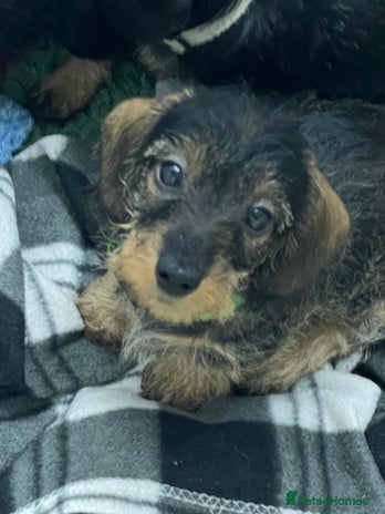 Dachshund dogs - Advert 11