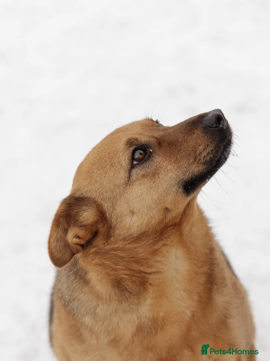 Mixed Breed dogs for adoption: ❤️Varya❤️3 yo girl full of energy, joy,&curiosity. - Advert 17