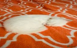 Ragdoll cats for sale: 5 beautiful and healthy Ragdoll kittens - Image 6