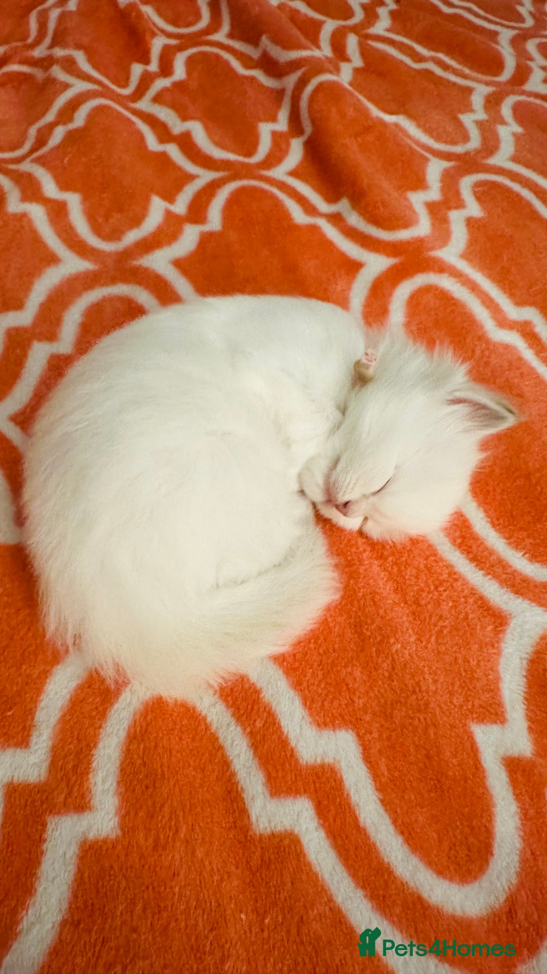 Ragdoll cats for sale: 5 beautiful and healthy Ragdoll kittens - Image 6