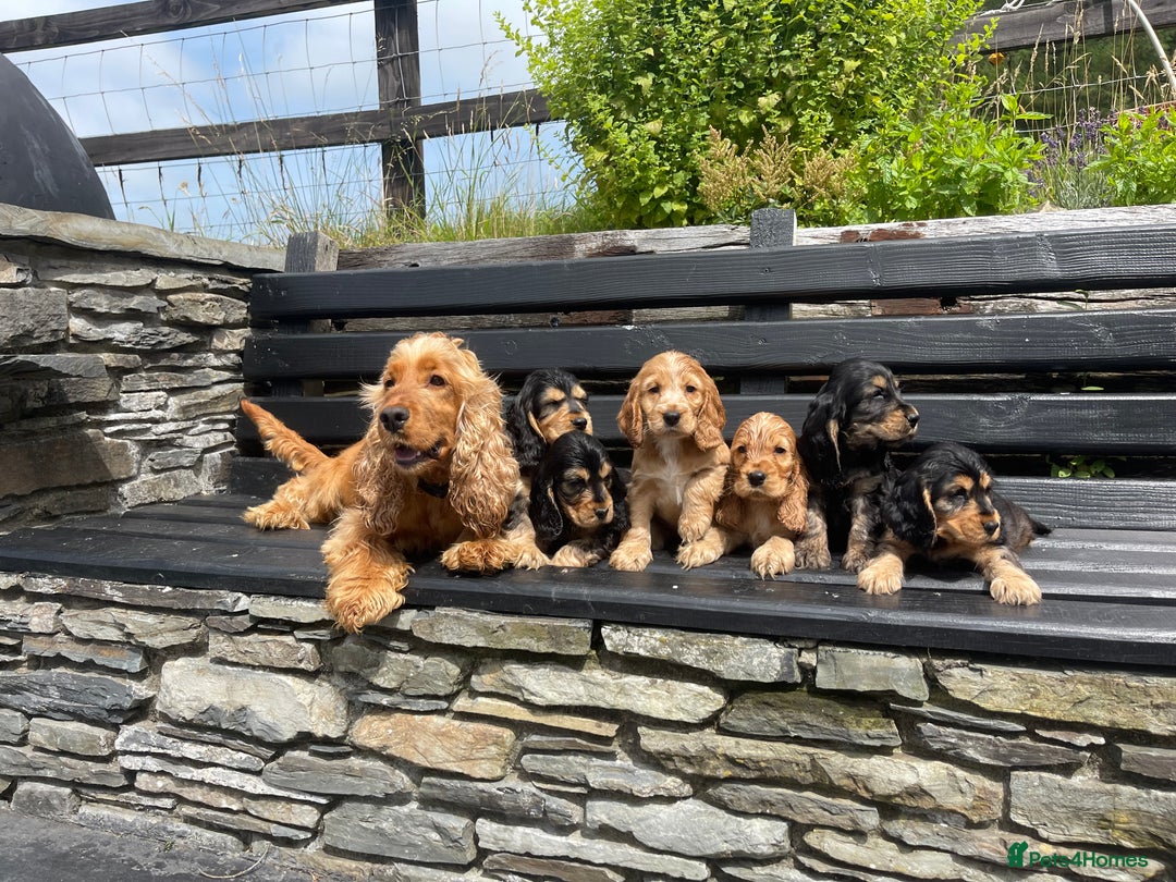 Cocker Spaniel dogs for sale: KC reg & H/Tested Show Cocker Spaniels - Image 20