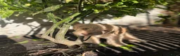 Labradoodle dogs for sale: Labradoodles (F1B) in London W8. READY TO GO HOME - Advert 13