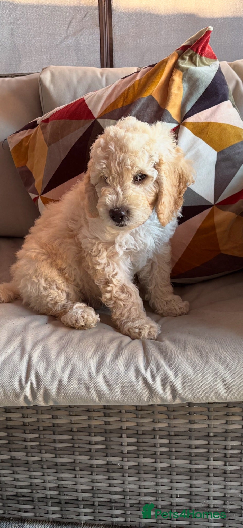 Mini Goldendoodle dogs Mini Goldendoodle  - Advert 1