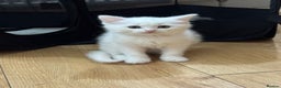 Scottish Fold cats for sale: Scottish fold kittens for sale ready to leave  - Advert 7