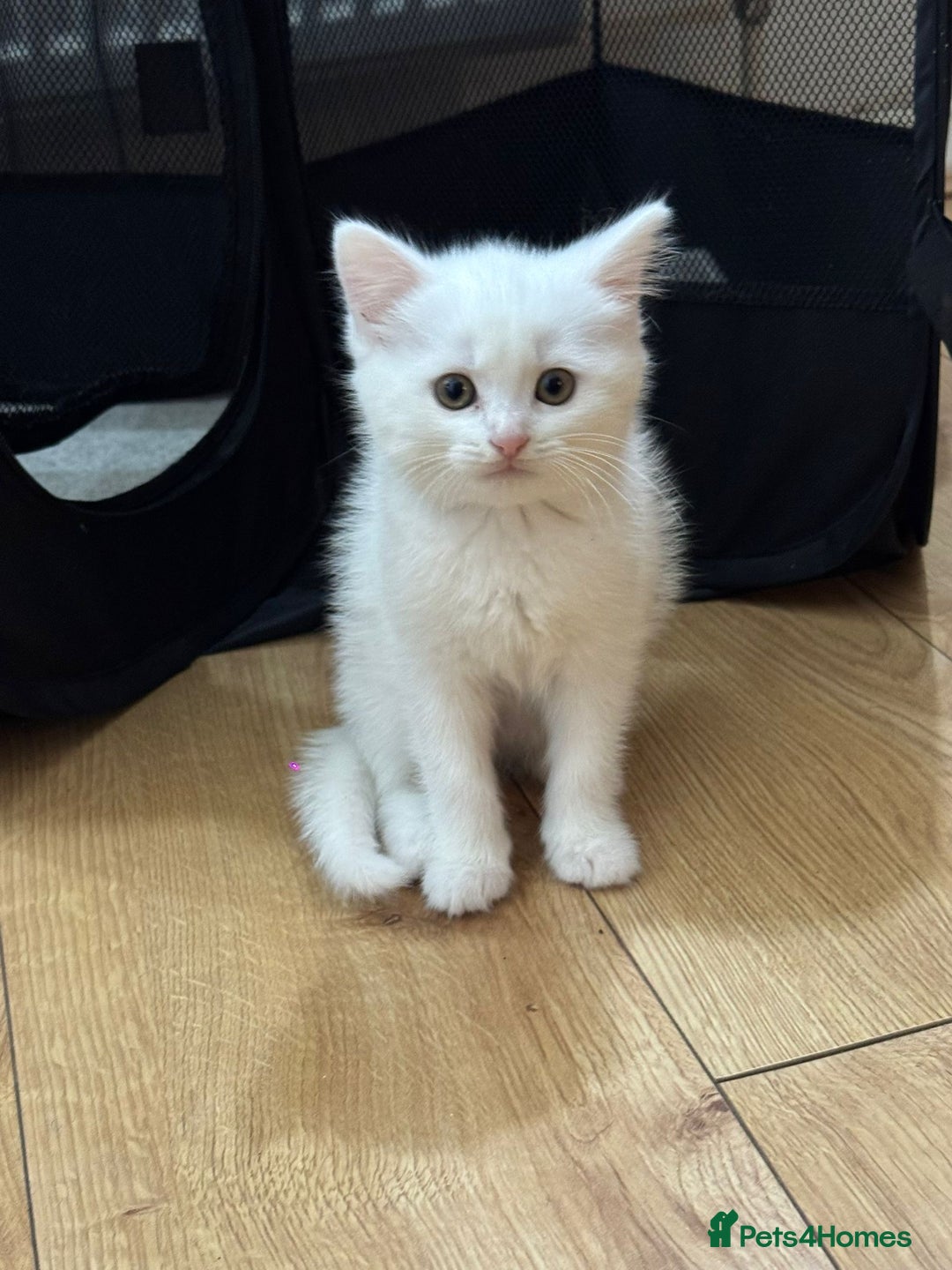 Scottish Fold cats for sale: Scottish fold kittens for sale ready to leave  - Advert 7