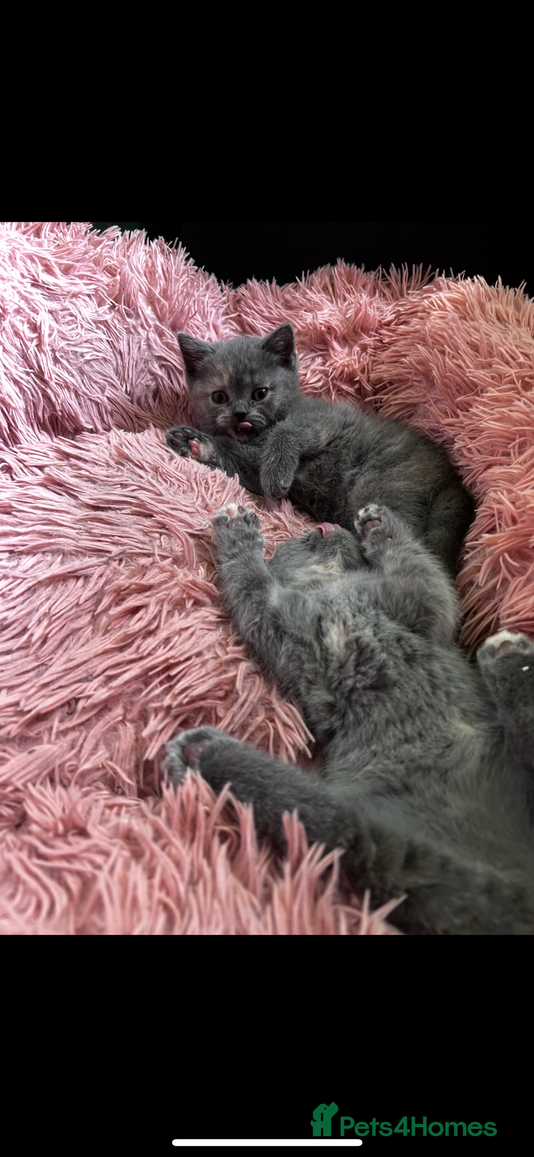 Scottish Fold cats for sale: Last kitten left! Straight ears 😍 - Image 9