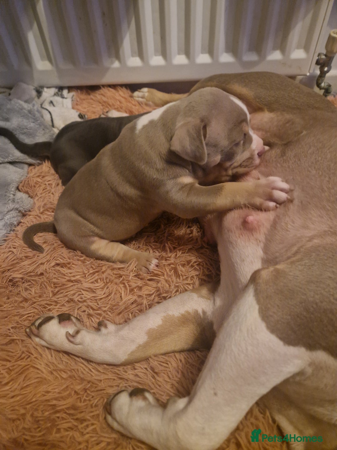 American Bulldog dogs for sale: Female Pocket Bully Pups For Sale - Advert 7
