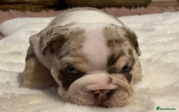 English Bulldog dogs for sale: 💖 5 Adorable English bulldog puppies 💖 - Image 16