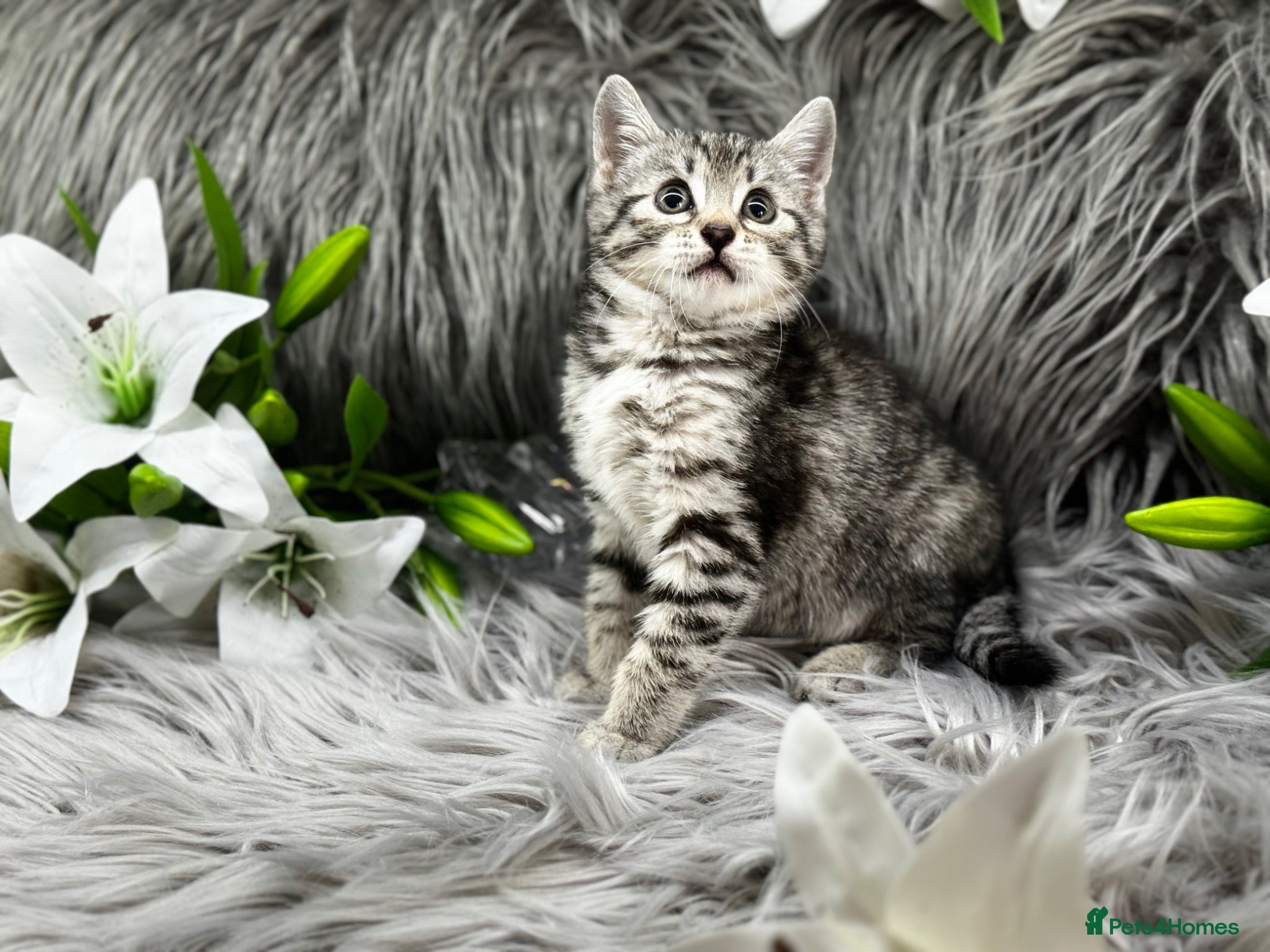 Egyptian Mau cats TICA REG Silver Egyptian Mau x SnowBengal LAST ONE - Advert 2