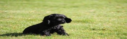 Cocker Spaniel dogs for sale: Gorgeous KC Reg Cocker Spaniels for Forever Homes - Advert 12
