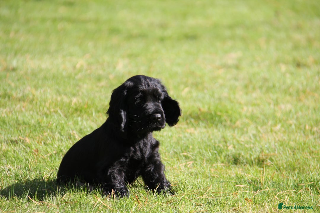 Cocker Spaniel dogs for sale: Gorgeous KC Reg Cocker Spaniels for Forever Homes - Advert 12
