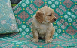 Golden Retriever dogs for sale: 🐾 KC Registered Golden Retriever Puppies 🐾 - Image 24