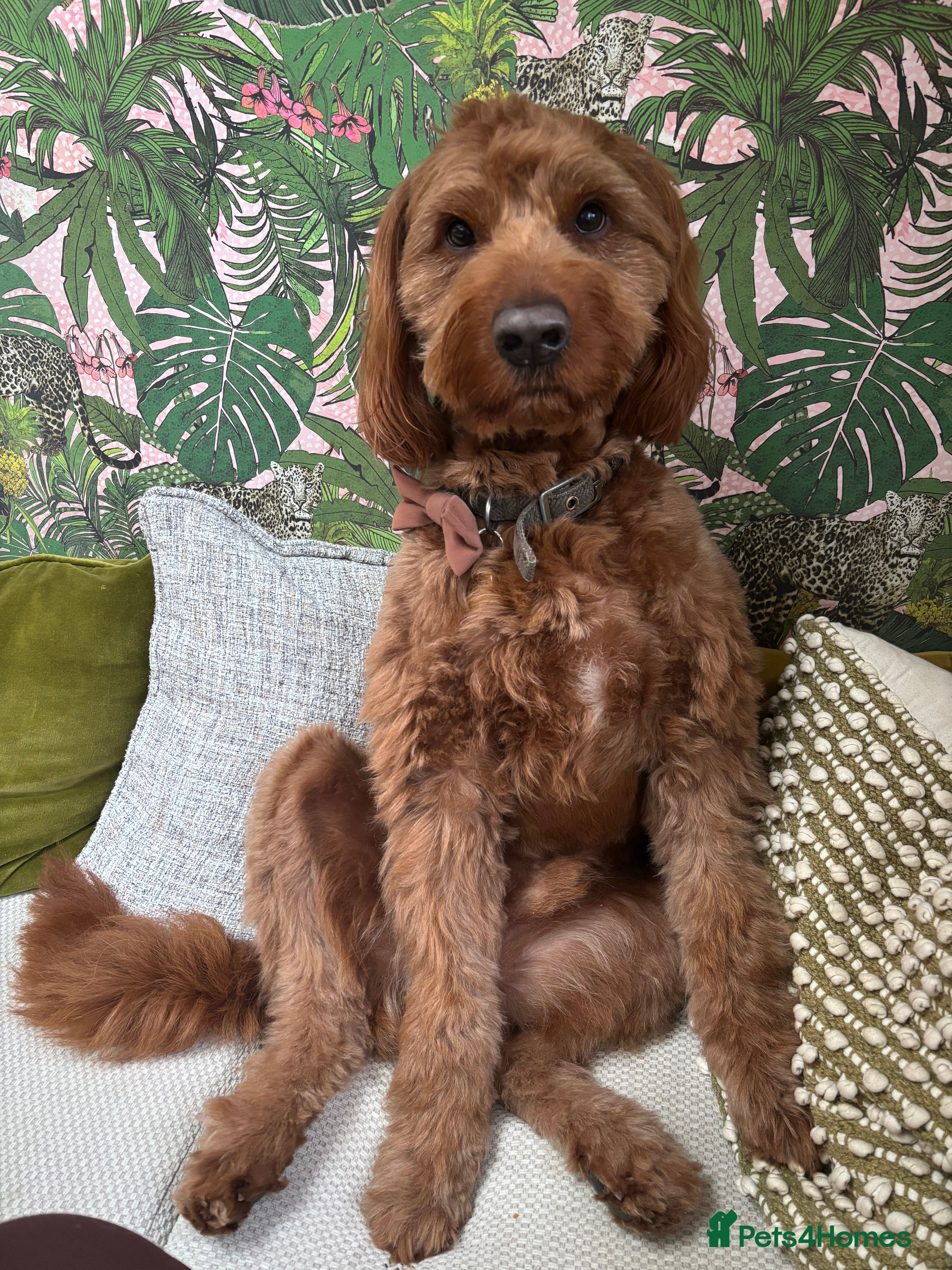 Australian Labradoodle dogs Australian Labradoodle - Fully Tested, Top Lines - Advert 1