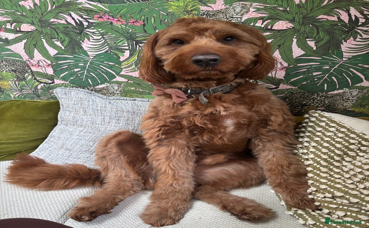 Australian Labradoodle dogs Australian Labradoodle - Fully Tested, Top Lines - Advert 4