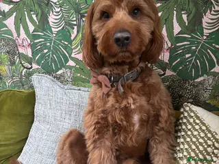 Australian Labradoodle dogs Australian Labradoodle - Fully Tested, Top Lines - Advert 1