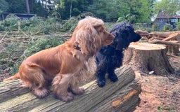 Cocker Spaniel dogs for sale: KC Show Cocker Spaniel Puppies - Due Sept  - Image 14