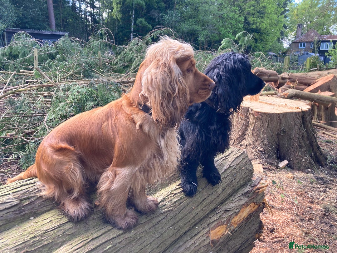 Cocker Spaniel dogs for sale: KC Show Cocker Spaniel Puppies - Due Sept  - Image 14