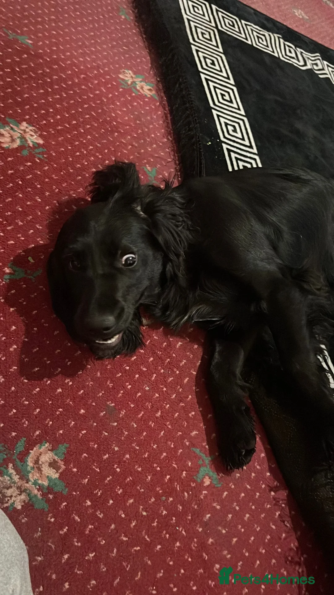 Cocker Spaniel dogs for sale: Cocker spaniel - Advert 3