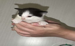 Mixed Breed cats for sale: Gorgeous kittens for sale  - Image 4