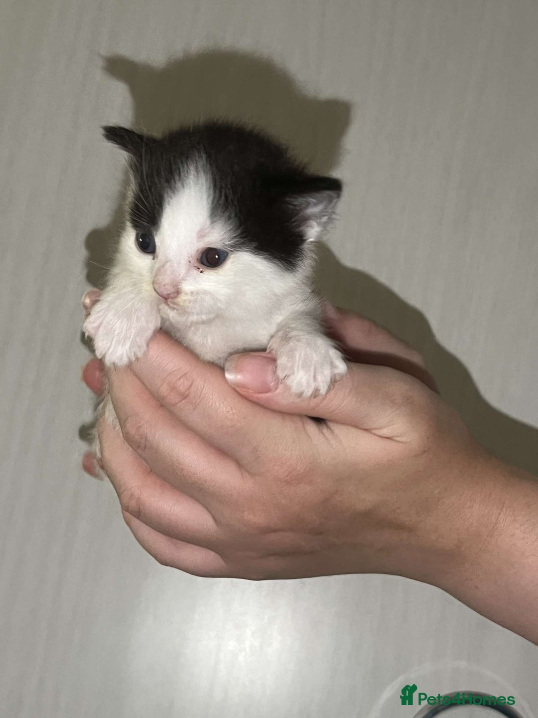 Mixed Breed cats for sale: Gorgeous kittens for sale  - Image 4