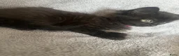 Mixed Breed cats for sale: Beautiful litter of Black fluffy kittens  in Wincanton - Advert 13
