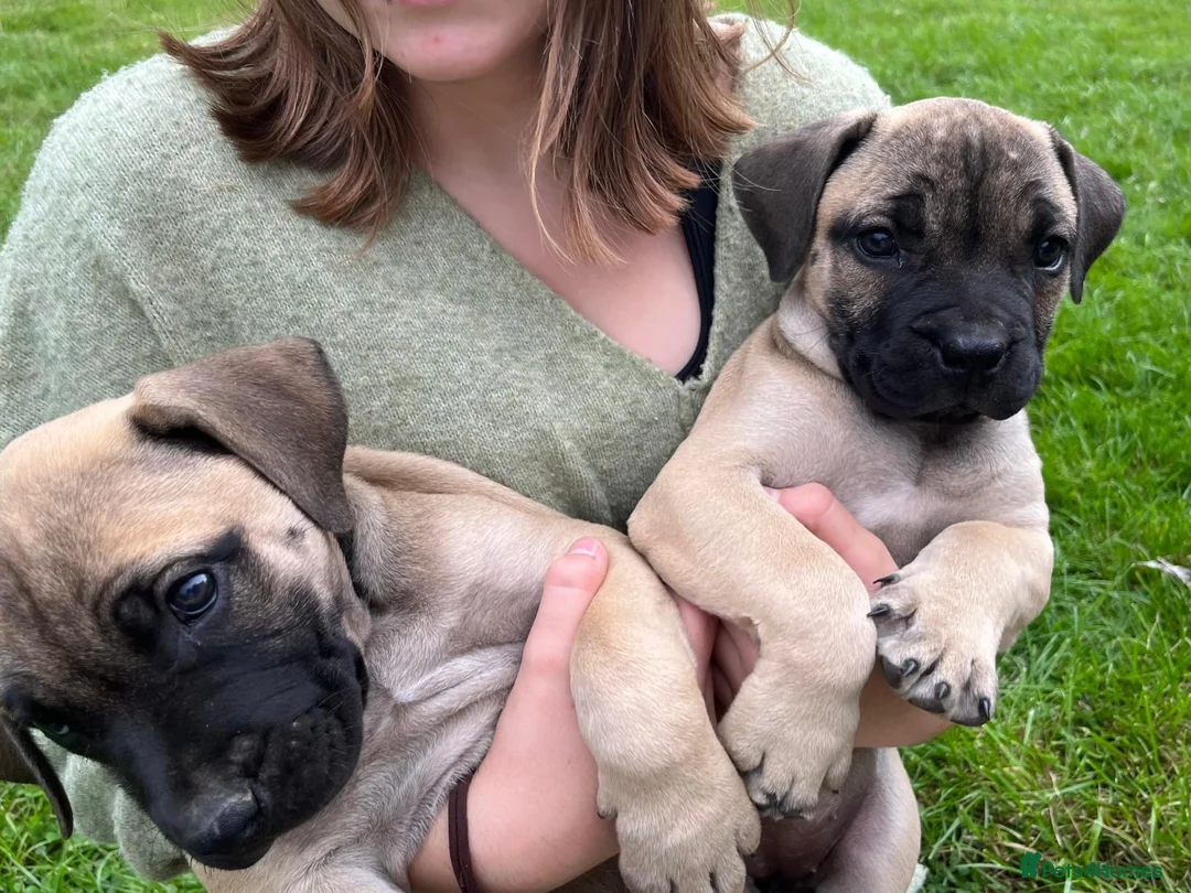 Boerboel dogs for sale: 2 gorgeous Boerboel girls ready now!! - Advert 1