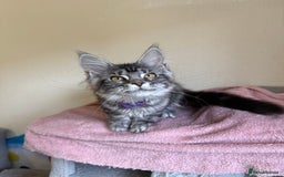 Maine Coon cats for sale: Pedigree GCCF Russian Import line Maine Coons - Image 22