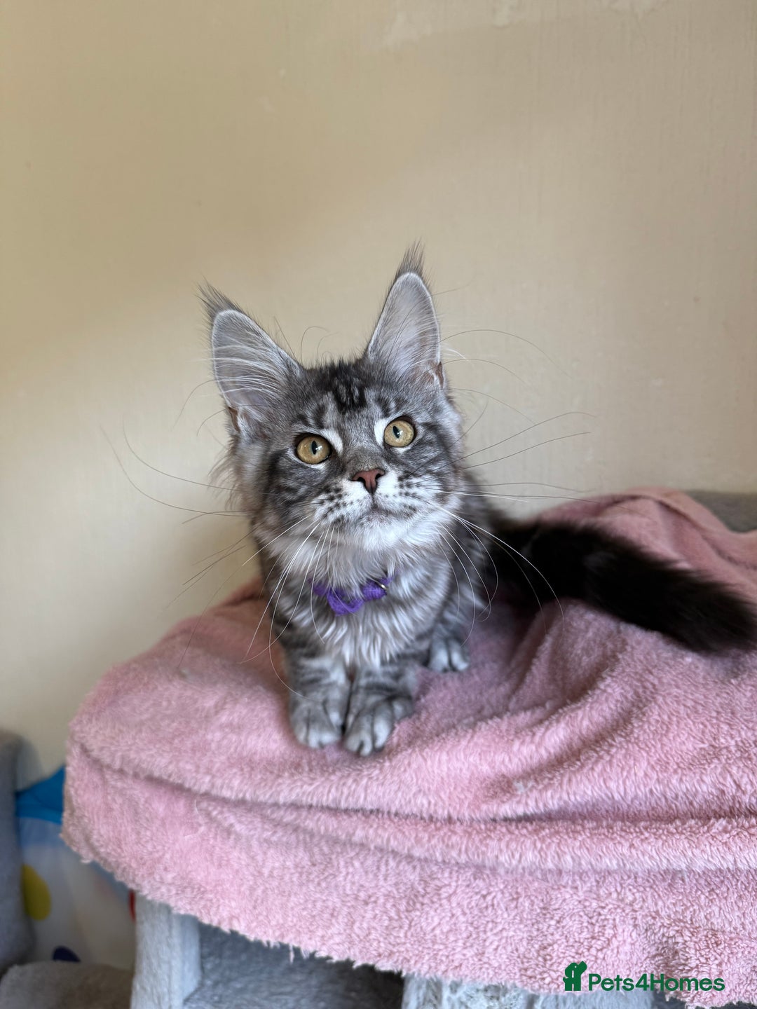 Maine Coon cats for sale: Pedigree GCCF Russian Import line Maine Coons - Image 22