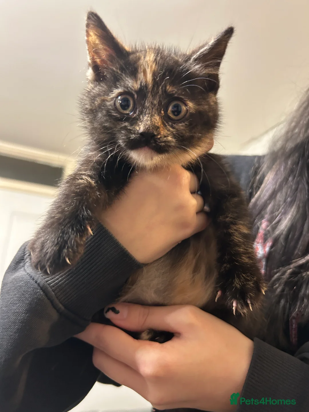 Mixed Breed cats for sale: British shorthair cross  - Advert 5