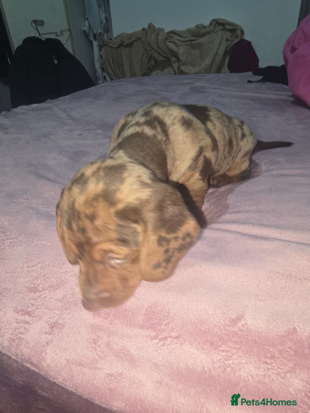 Miniature Dachshund dogs for sale: True to type kc dad home raised both parents here - Advert 6