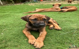 Rhodesian Ridgeback dogs for sale: Rhodesian ridgebacks for sale - Image 13
