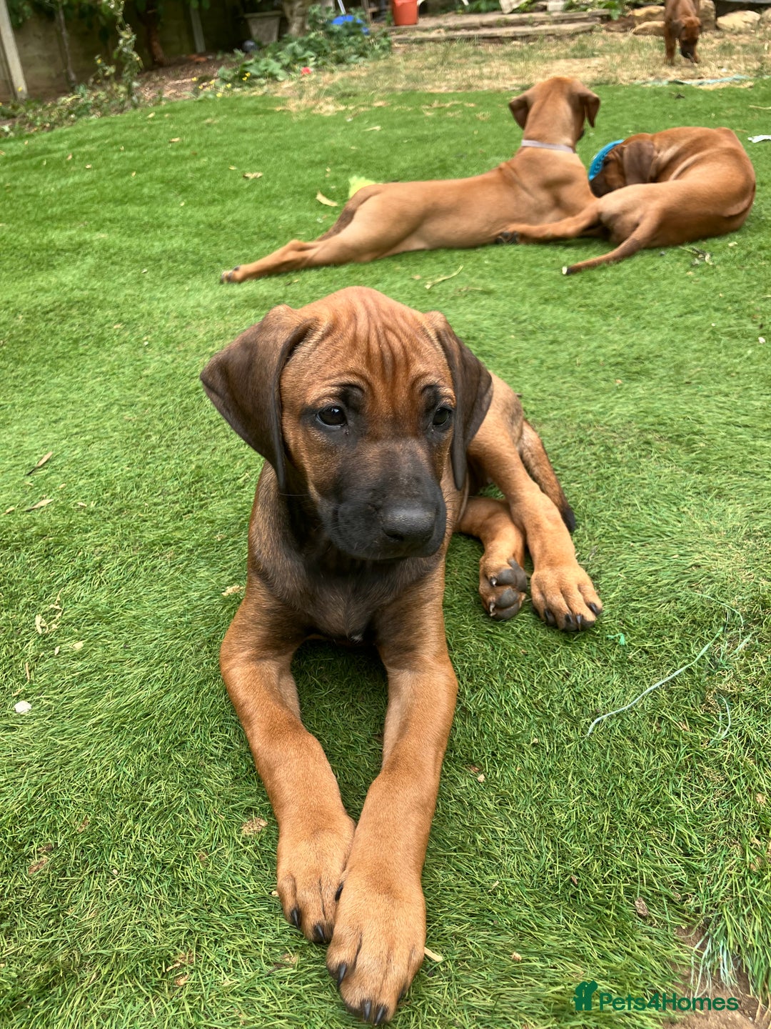 Rhodesian Ridgeback dogs for sale: Rhodesian ridgebacks for sale - Image 13