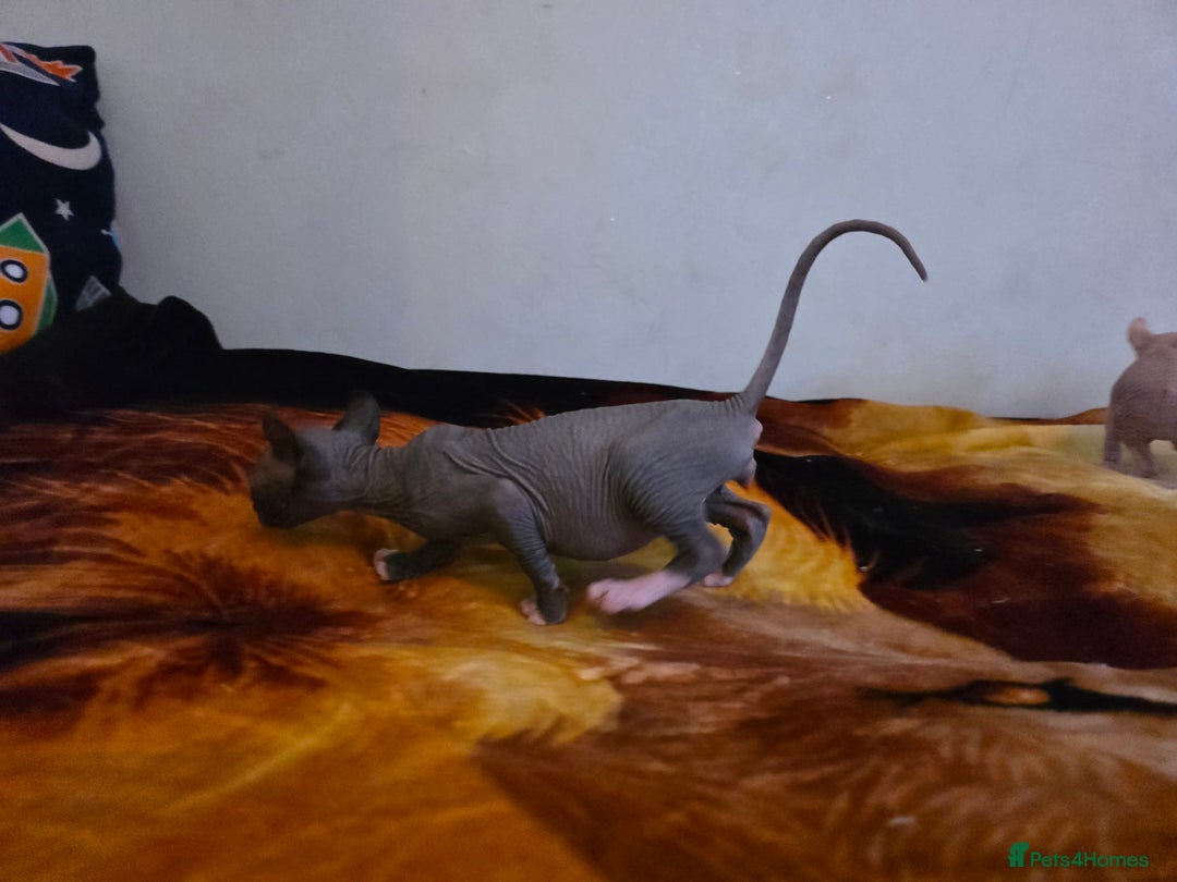 Sphynx cats for sale: Adorable Male Kitten – Sphynx x Devon Rex Cross - Advert 2