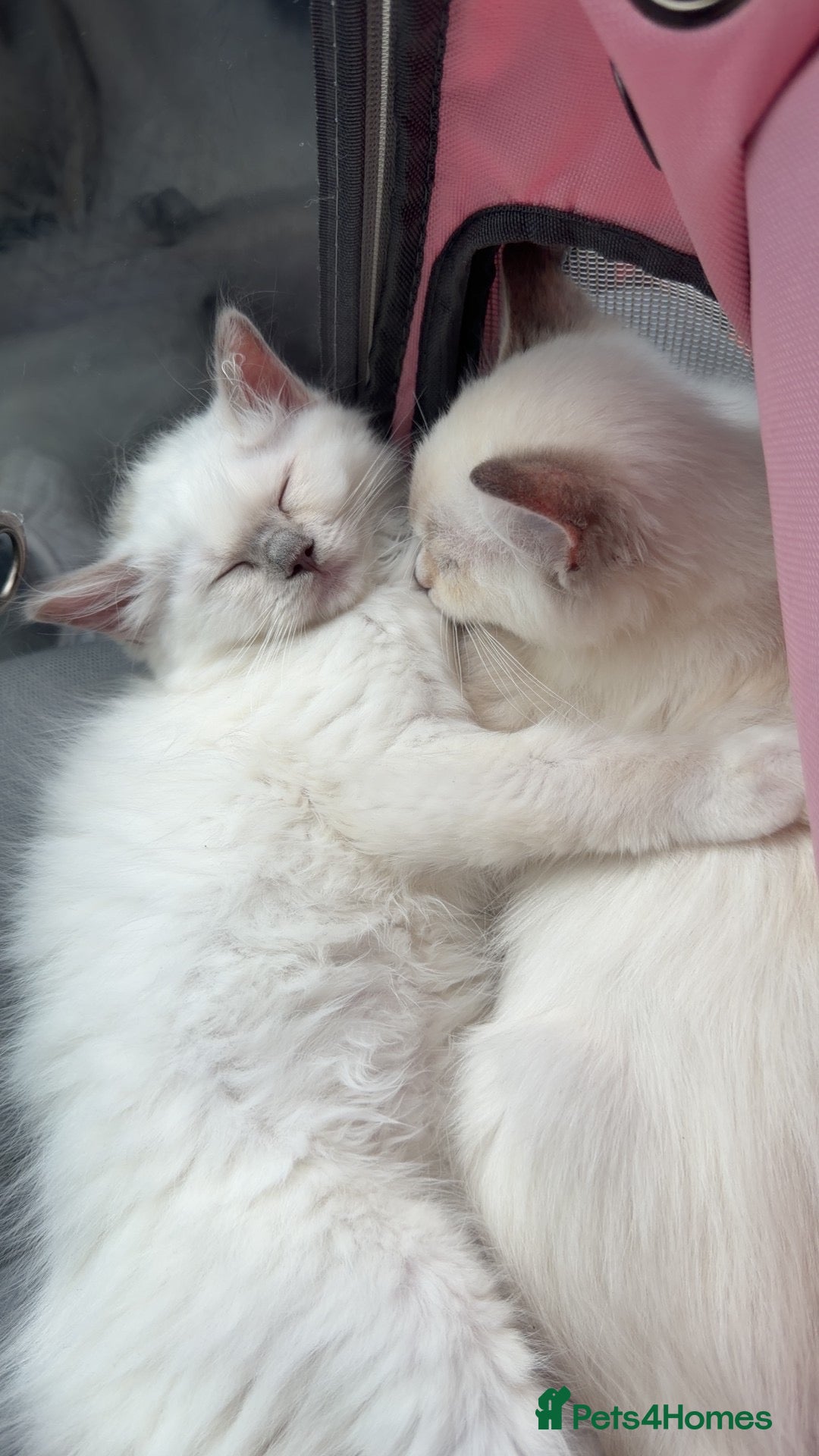 Ragdoll cats Ragkins ragdolls  and cherubims Kittens   - Advert 1